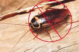 Eco-Friendly Cockroach Control Solutions